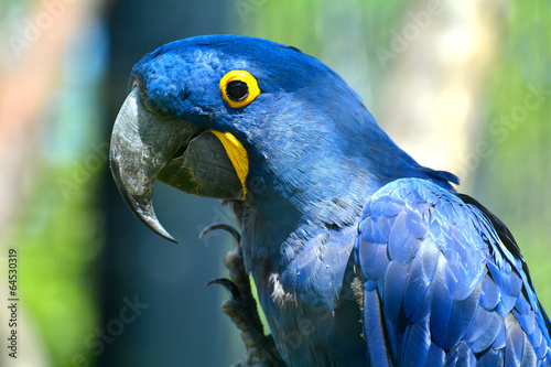perroquet bleu zoo de vincennes © hcl12