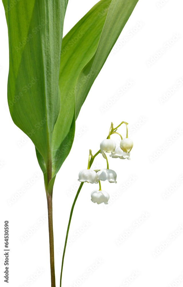Fototapeta premium Flowers of May lily 12