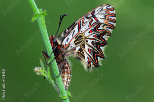 Soutern festoon  (Zerynthia polyxena). Macro photo