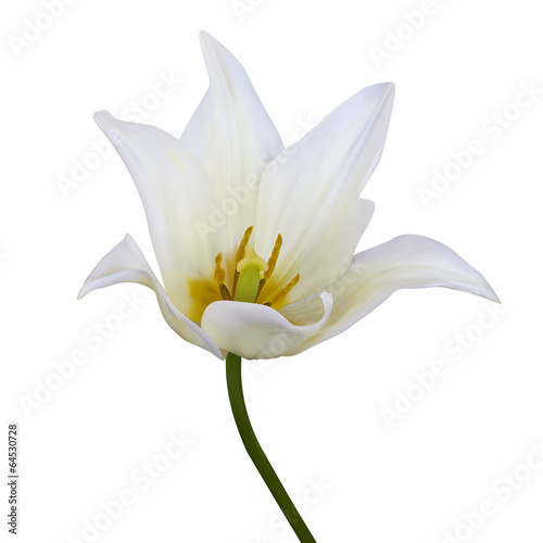 White tulips. Vector illustration. Isolated on white