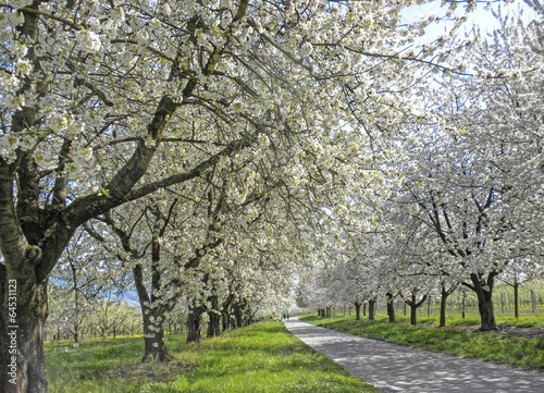 Weg durch blühende Kirschbäume