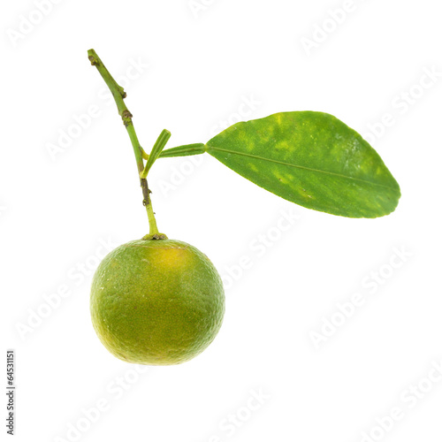 фотографія Green calamondin and leaf isolated