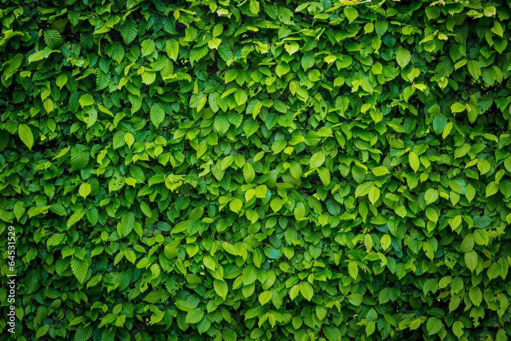 Hecke_01 StockFoto Adobe Stock