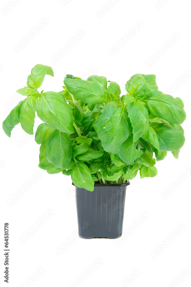basil in a pot basil in a pot