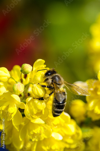 Biene an Blüte © Photogrevy