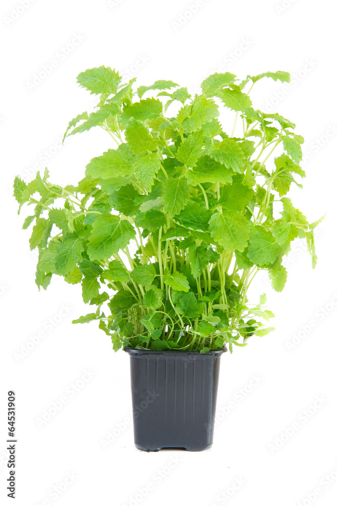 melissa in a pot melissa in a pot