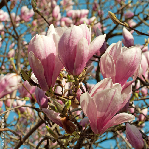 Magnolien - Magnolia