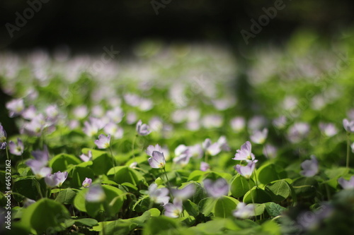 Wood Sorrel in a forest near Greifswald, Mecklenburg-Vorpommern, Germany