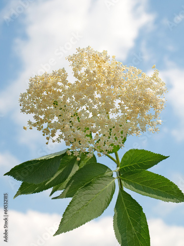 Schwarzer Holunder - Sambucus nigra photo