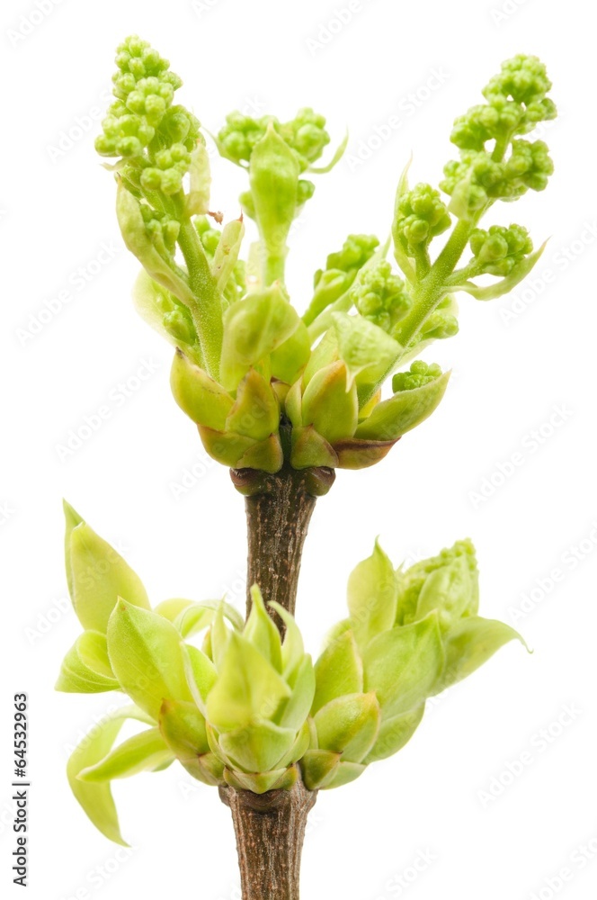 Obraz premium Blossoming buds