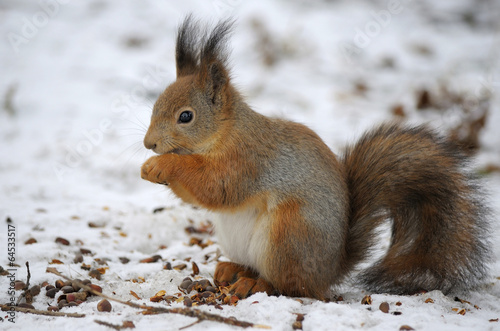 Red squirrel eating pine nuts