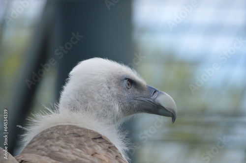 Gänsegeier photo