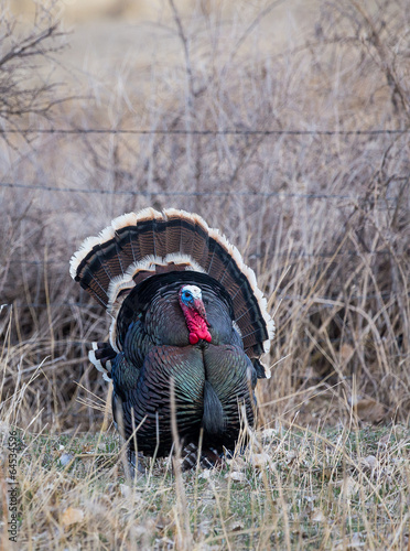 Strutting Turkey