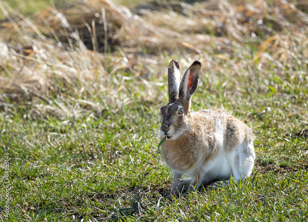 Fototapeta premium Jackrabbit