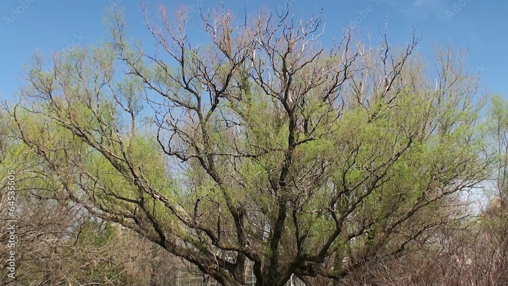 Big tree with young leaves in the Brooklyn botanical garden. Big tree with young leaves in the Brooklyn botanical garden.