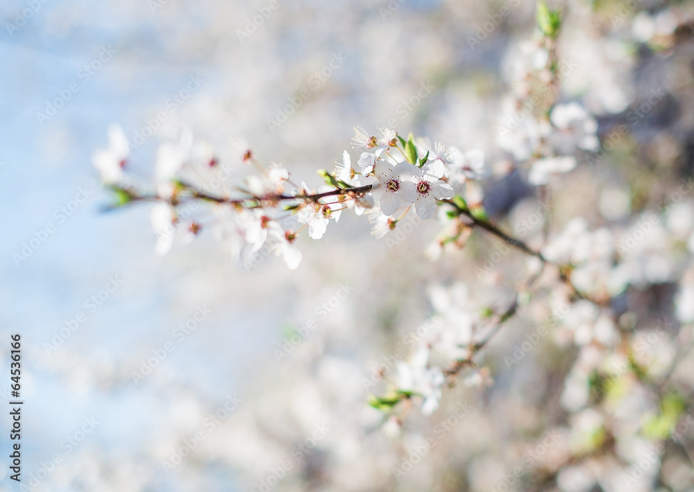 Obraz premium Spring Cherry blossom