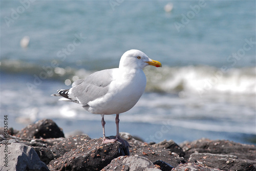 Eine Seem  we steht auf den Klippen am Meer. Im Hintergrund sieht man die Brandung.