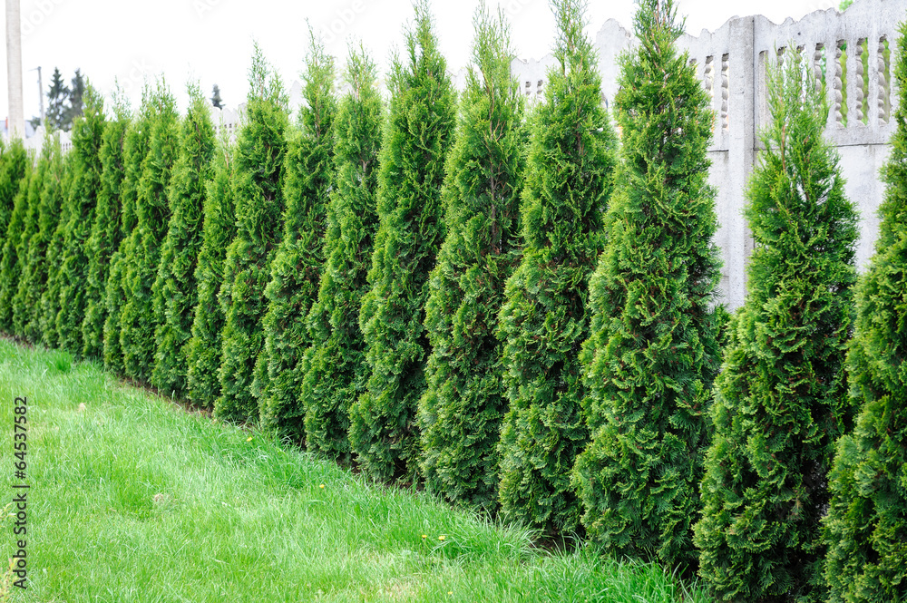 Obraz premium Thuja, row of trees in the garden