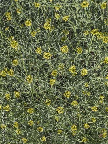 Textura de herbácea con espinas, neneo, mulinum spinosum photo