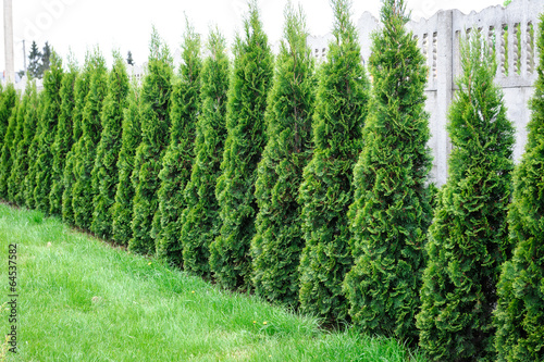 Thuja, row of trees in the garden