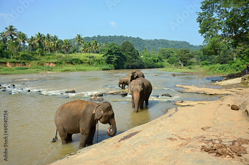 Elephants bathing in the river Ma Oya in Sri Lanka Pinnawala