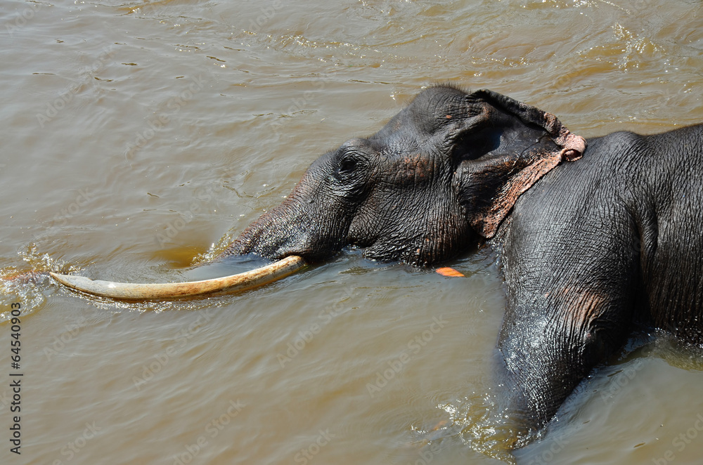 Fototapeta premium Big and black Elephant bathing in the river Ma Oya in Pinnawala