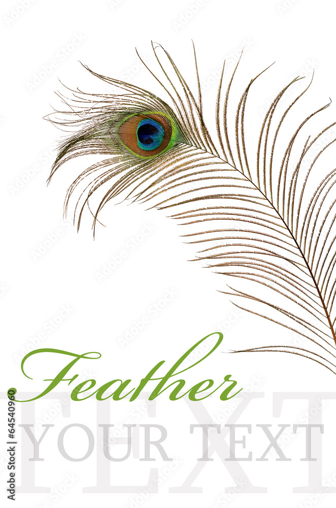 Obraz premium Feather of peacock isolated on white background
