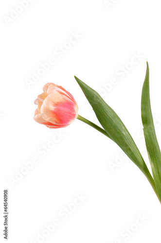Pink tulip  isolated on white background