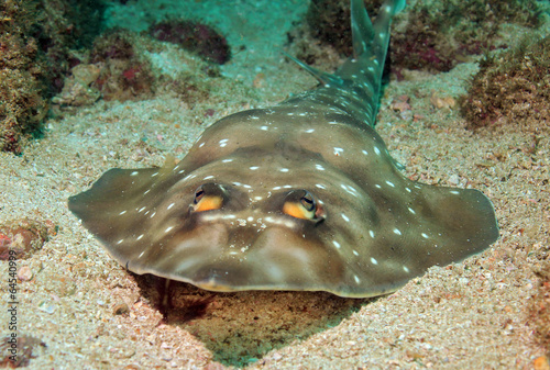 Gorgona Guitarfish  Catalina Islands  Costa Rica