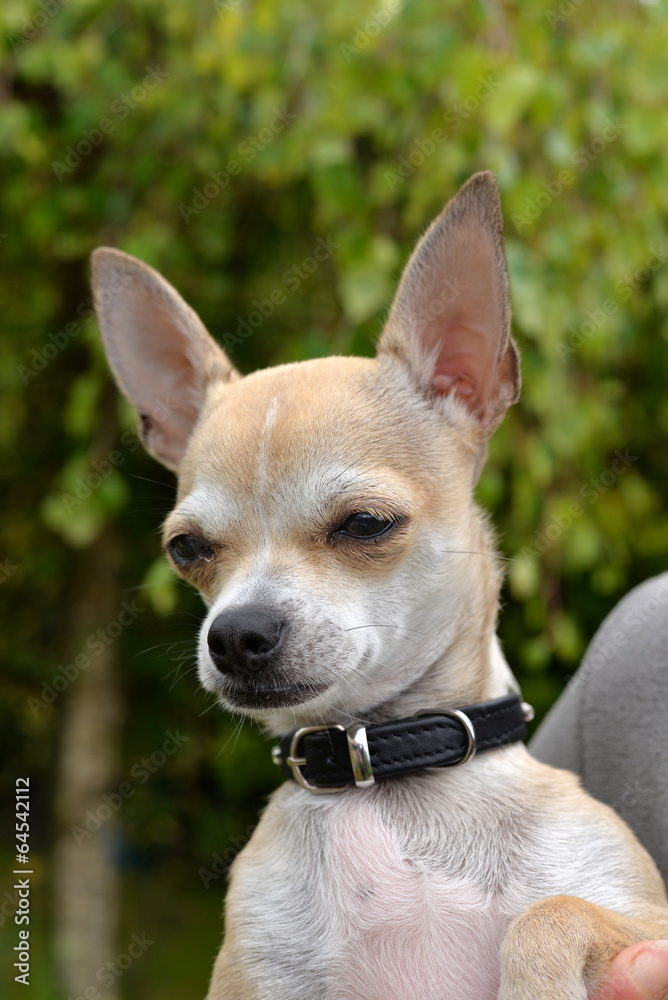 chihuahua chihuahua