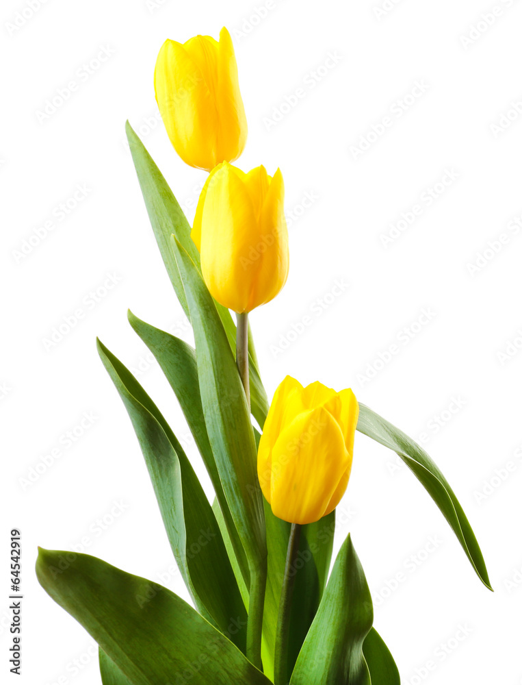 Beautiful tulips isolated on white Beautiful tulips isolated on white