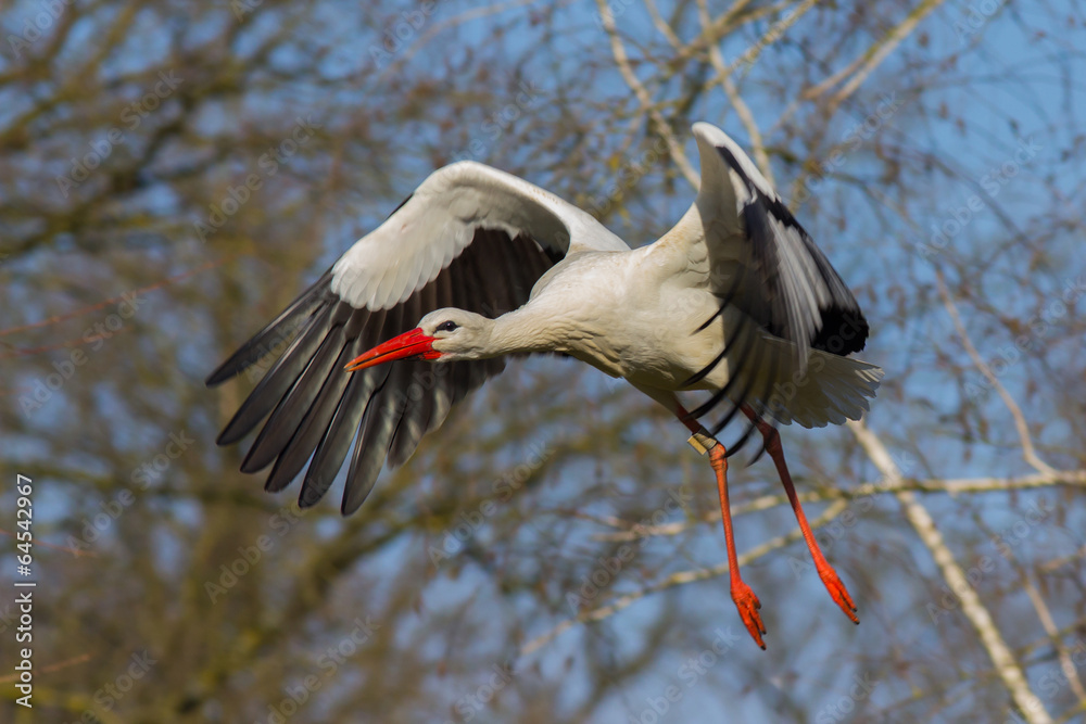 Fototapeta premium Weißstorch im Flug
