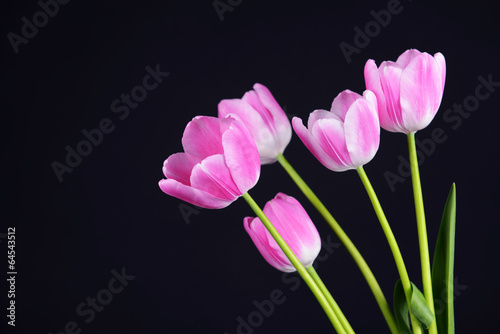 Fototapeta Naklejka Na Ścianę i Meble -  Beautiful tulips in bucket on dark grey background