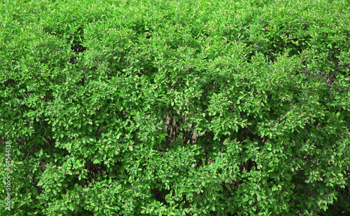 Beautiful green bush close up