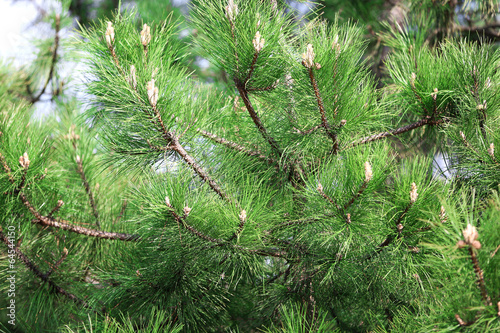 Pine tree close up