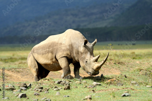 Rhino