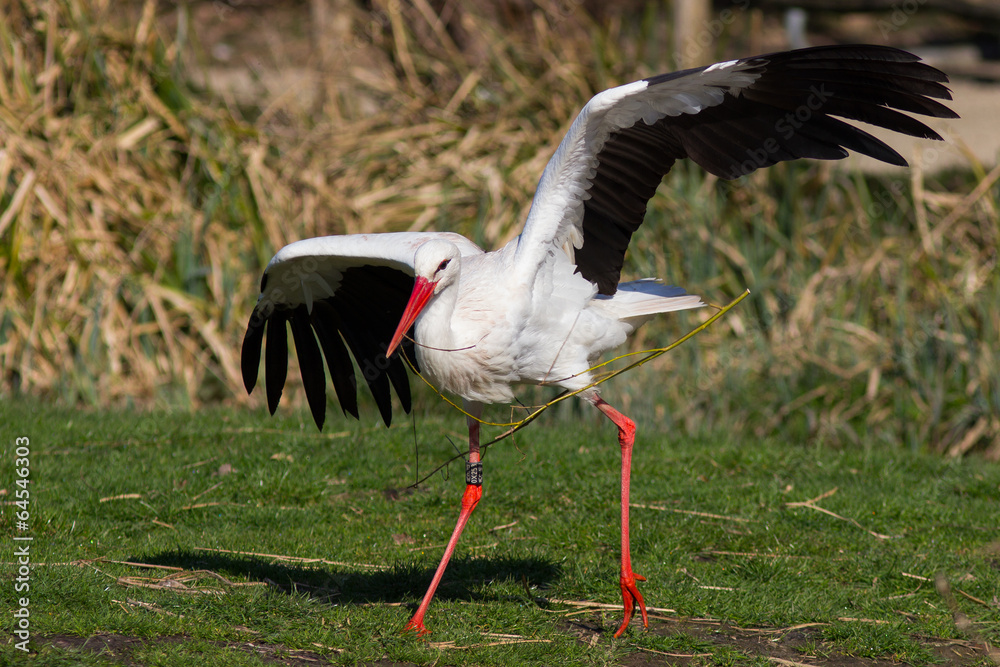 Naklejka premium Weißstorch im Tanz
