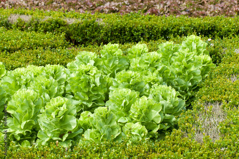 Field of Green Frisee lettuce growing in rows Field of Green Frisee lettuce growing in rows