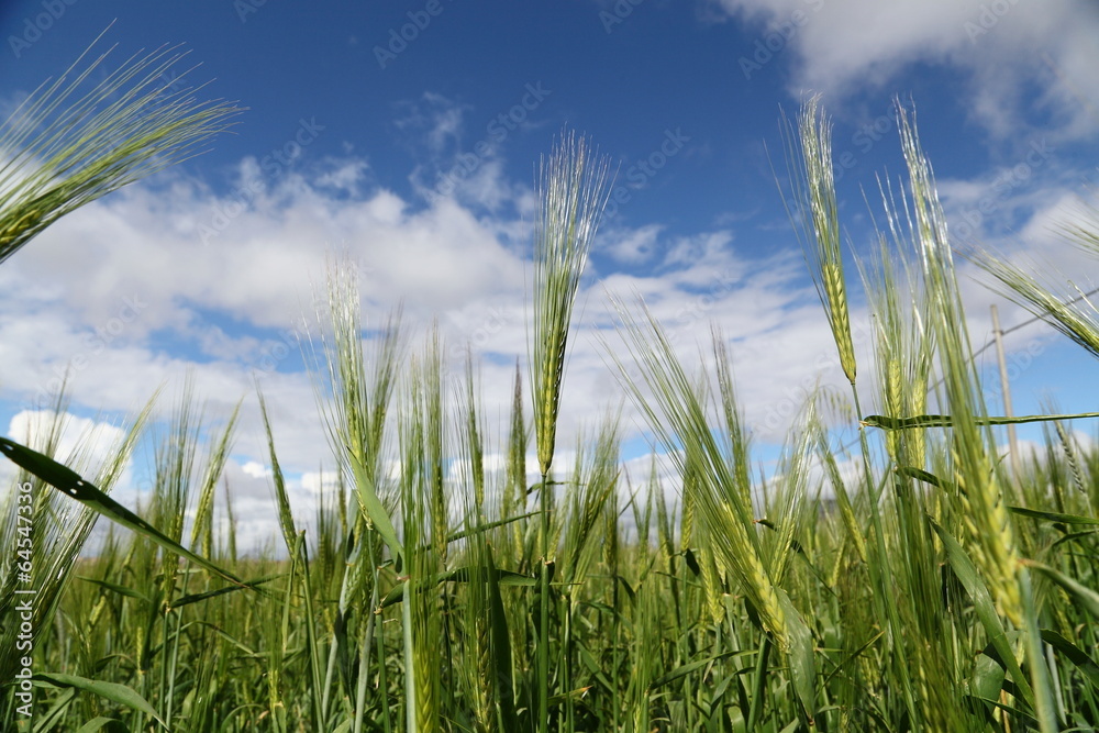 Coltivazione di frumento