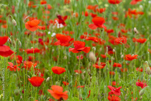 landscape with red poppies among the meadow © wjarek