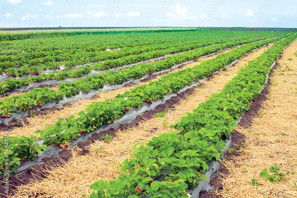 strawberry field with sky in the background