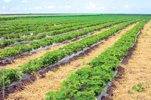 strawberry field with sky in the background