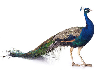 Fototapete Pfau Stolzer Pfau im Profil  © cynoclub