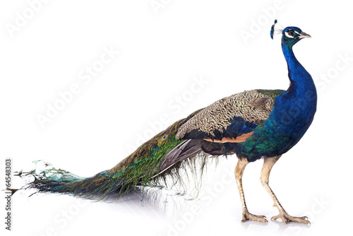 Canvas Print peacock