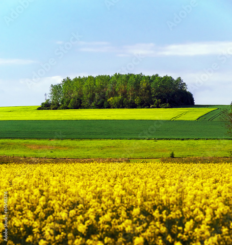 Fototapeta Naklejka Na Ścianę i Meble -  Colorful rural landscape with yellow bittercress fields