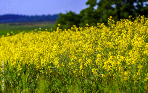 Colorful rural landscape with yellow bittercress fields © 31etc