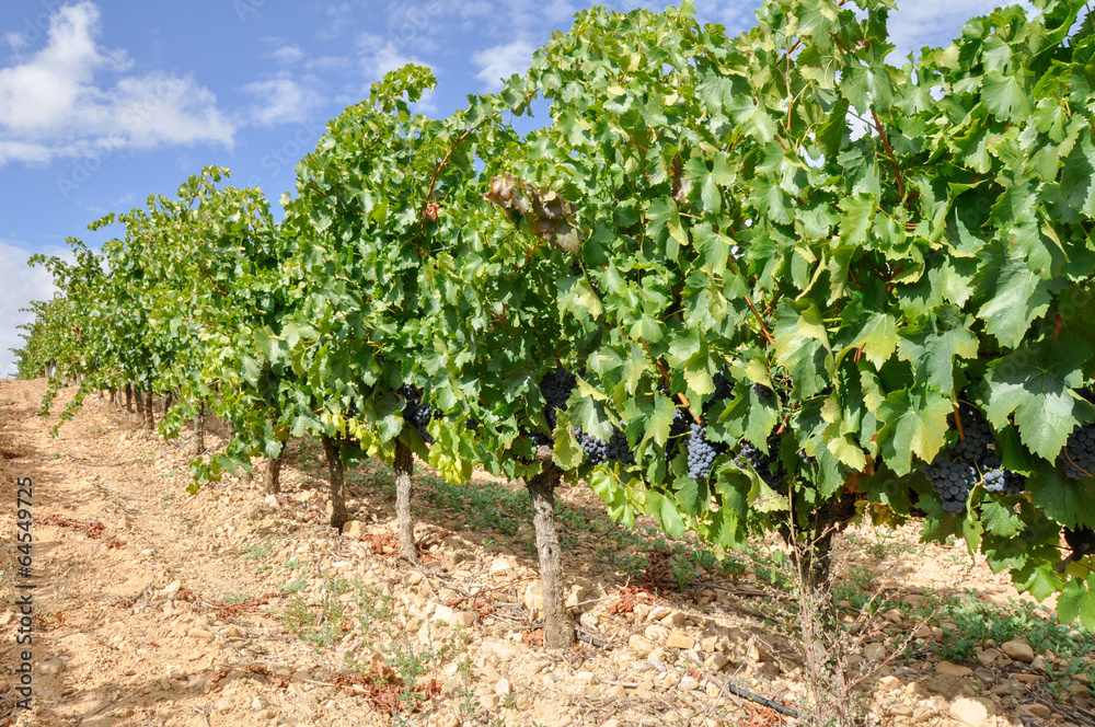 Grapes in a vineyard, La Rioja (Spain) Grapes in a vineyard, La Rioja (Spain)