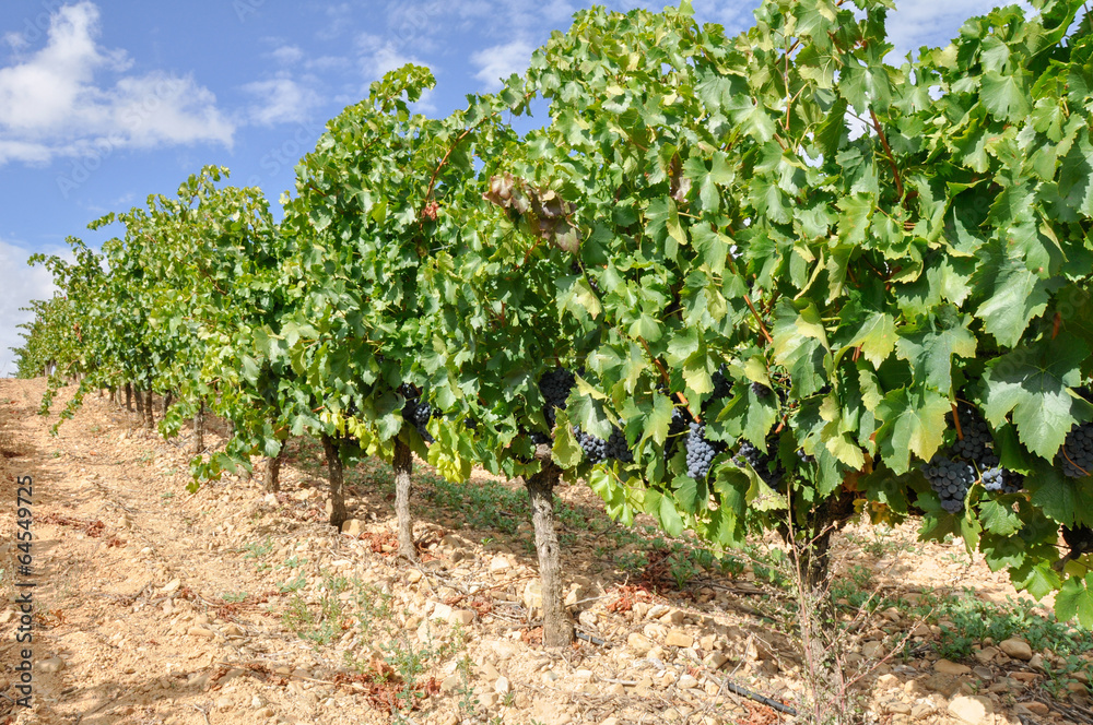 Grapes in a vineyard, La Rioja (Spain)