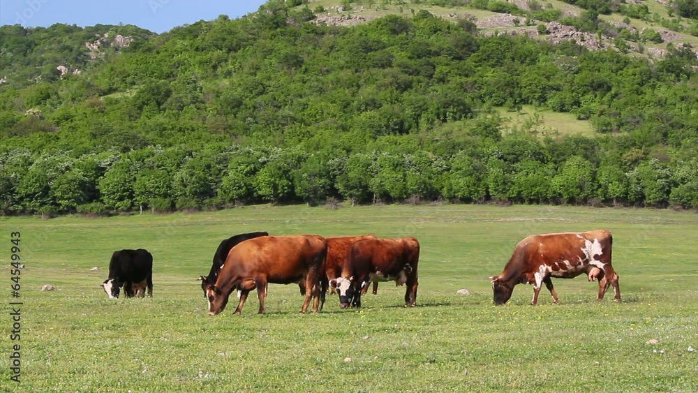 Mountain grassland with grazing cows Mountain grassland with grazing cows