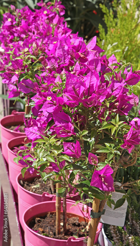 Wallpaper Mural bougainvillier fuschia Torontodigital.ca